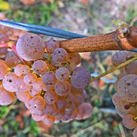 Roosartige Ferien - Am Weiherturm شقة باشاراش