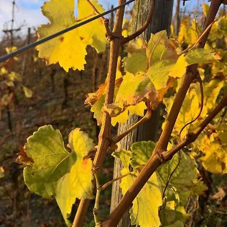 Roosartige Ferien - Am Weiherturm Apartamento