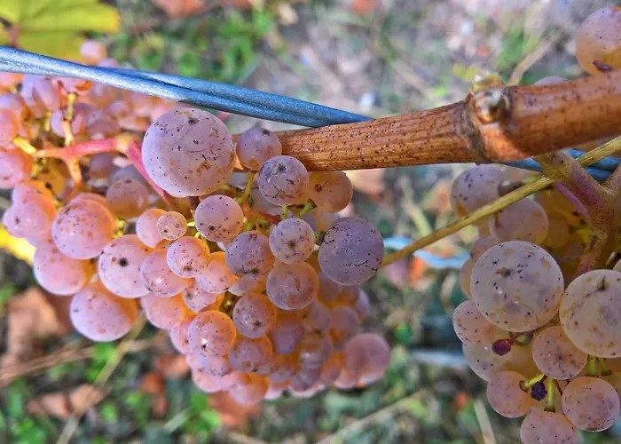 Roosartige Ferien - Am Weiherturm شقة باشاراش