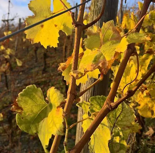 Roosartige Ferien - Am Weiherturm Apartamento